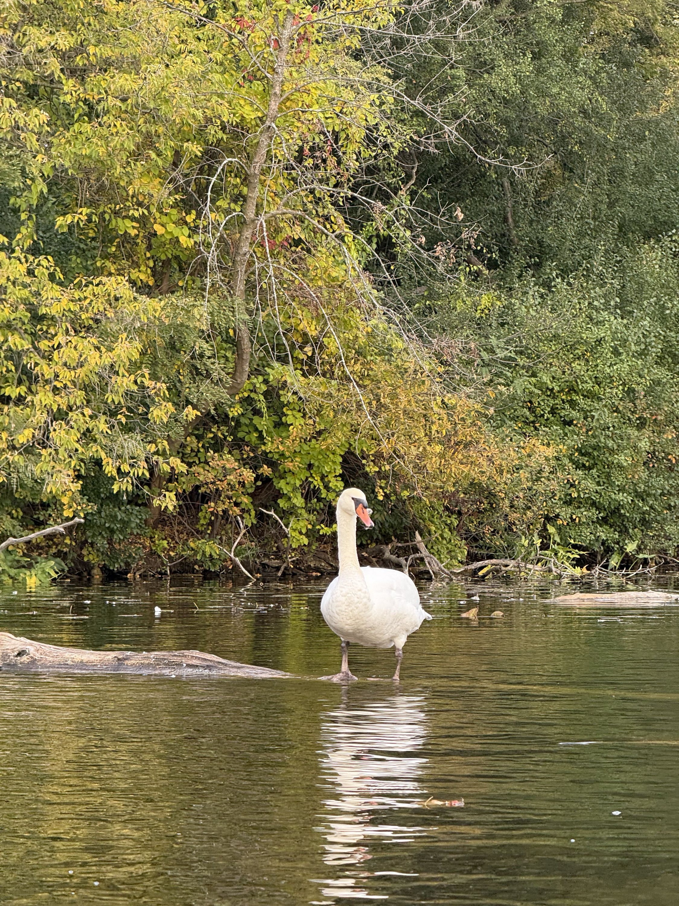 Local resident